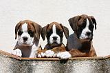 BOXER 193